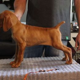 Orange Boy - Vizsla puppy from Woodbine Vizslas and German Shorthaired Pointers