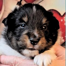 Boy 2 - Hercules - Black white and tan male Shetland Sheepdog puppy in Elberton, Georgia from Ioney's Southern Paws Shelties, Frenchies, and Yorkies