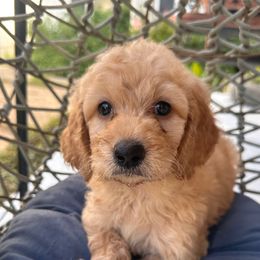 Kirk - Cream male Goldendoodle puppy in Pensacola, Florida from Goldendoodles Love You in Pensacola Friend Edition