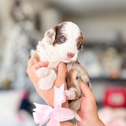 Shimmer - Chocolate merle female Bernedoodle puppy in Ontario, California from Teddy Doodles & Standard Poodles