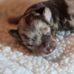 Candy - Chocolate and cream female Dachshund puppy in Oklahoma City, Oklahoma from OkieDoxieland Dachshunds