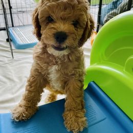 Cavapoo and Cockapoo Puppies from Benji’s Cockapoos