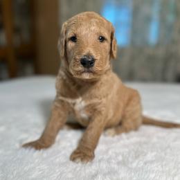 Elmer - Red  male Goldendoodle puppy in Osage City, Kansas from Golden Ridge Goldens