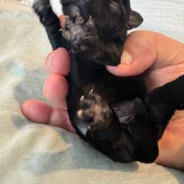 Boy 1 - Black male Miniature Schnauzer puppy in Miami, Florida from AKC Puppies 2 Love