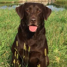 Riddle - Labrador Retriever
