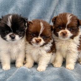 Pomeranian puppies from Perkins Poms