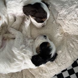 Cavapoo Puppies from Sweetheart Cavapoos