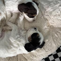 Cavapoo Puppies from Sweetheart Cavapoos