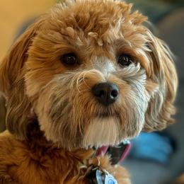 Havanese from Nevin Keeney