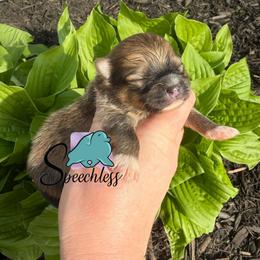 Tito - Orange sable male Pomeranian puppy in Perry County, Ohio from Speechless Pom’s