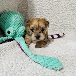'Doc' - Tan male Morkie puppy in Durand, Wisconsin from Larson’s Legacy Aussome Aussie Kennels