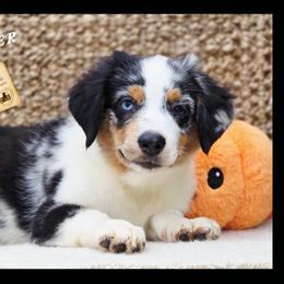 Slater - Price 2250 - Blue merle male Miniature Australian Shepherd puppy in Ennis, Texas from God’s Little Aussies