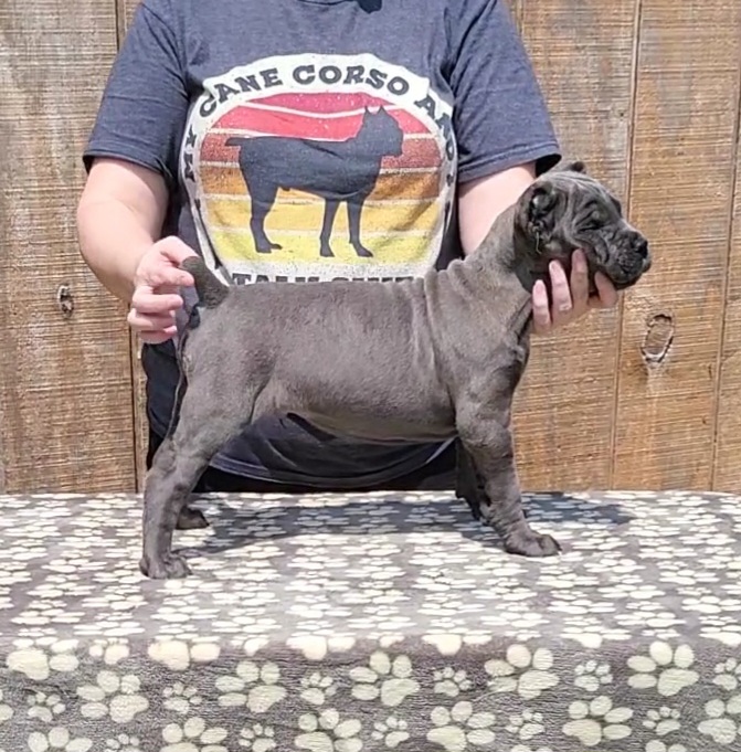 TROOPER - BLUE - Cane Corso puppy in Kimball, Michigan from Sicario Cane Corso