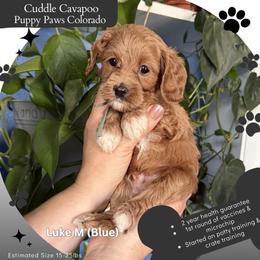 Luke - Red male Cavapoo puppy in Fort Lupton, Colorado from Puppy Paws Colorado