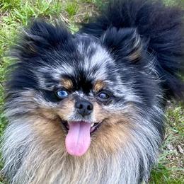Blue - Pomeranian