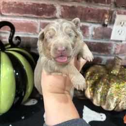 Autumn - Isabella female German Shepherd puppy in Watervliet, Michigan from M&M Shepherd Farms