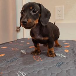 Female 1 - Black and tan female Dachshund puppy in Hesperia, California from VOM HAUSE Imperial