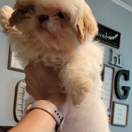 Shih Tzus from Cross County Shih Tzus