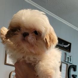 Shih Tzus from Cross County Shih Tzus