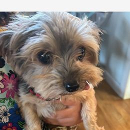 Lay-la - Yorkshire Terrier