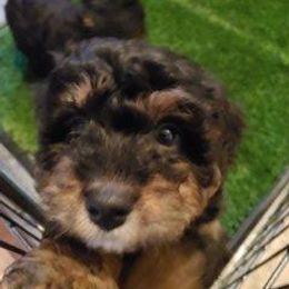 Bernedoodle Puppies from Kiya's Bernedoodles