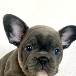 French Bulldogs from Vonny’s Frenchies