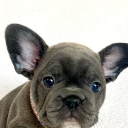 French Bulldogs from Vonny’s Frenchies