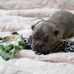 Boy 4 dark gray - Blue male French Bulldog puppy in Denison, Texas from Lovemyfrenchies – Stoddard Frenchbulldog's