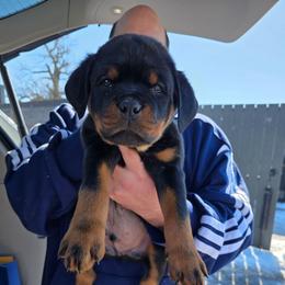 Red boy - Black and tan male Rottweiler puppy in Stanton, Kentucky from Vom Hause Alistair