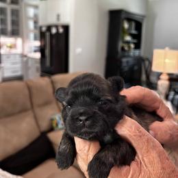 Bailey - Black gold and white male Shih Tzu puppy in Mineola, Texas from RL Phillips Shihtzus