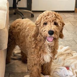 Camper - Apricot male Goldendoodle puppy in Sugarcreek, Ohio from True Hearted Doodles