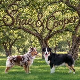 Miniature Australian Shepherd puppies from Ridgestar Aussies