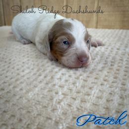 Dachshund Puppies from Shiloh Ridge Dachshunds