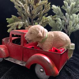 Goldendoodle Puppies from Nikki Lunt's Goldendoodles