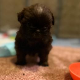 Bean - Liver and white male Shih Tzu puppy in Statesboro, Georgia from Magnolia Small Breeds