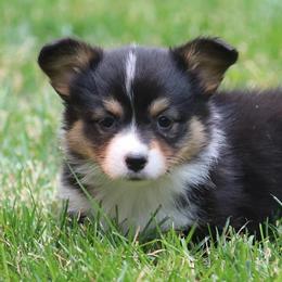 American Corgi Puppies from Diamond Corgis