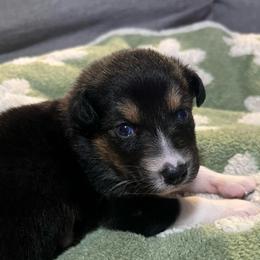 Black widow - Black tri-color female Australian Shepherd puppy in Hemet, California from Perfect Companion Aussie's
