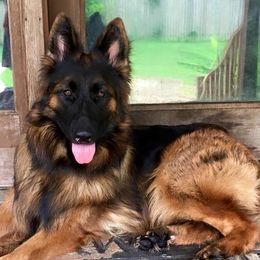 Raina - German Shepherd