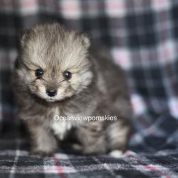 Koda - Wolf sable male Pomsky puppy in Coos Bay, Oregon from Ocean View Pomskies