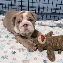 Stella - Lilac tri-color female Bulldog puppy in Cumming, Georgia from Happy Place Kennels