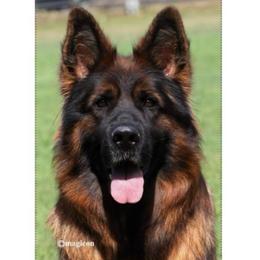 LILLY - German Shepherd