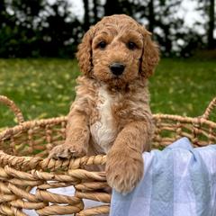 Uncle Sam - Apricot male Goldendoodle puppy in Gower, Missouri from Hillside Paws
