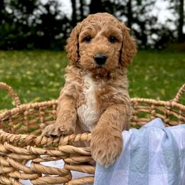 Uncle Sam - Apricot male Goldendoodle puppy in Gower, Missouri from Hillside Paws