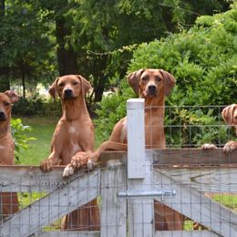 Rhodesian Ridgebacks from Indaba Ridgebacks