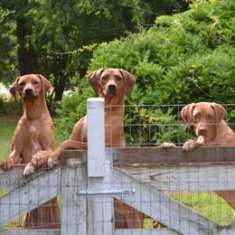 Rhodesian Ridgebacks from Indaba Ridgebacks