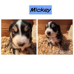 Mickey - Black tri male Toy Australian Shepherd puppy in Menan, Idaho from Teton Toy Aussies