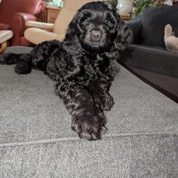 Silky - Black female Goldendoodle puppy in Vinton, Iowa from Doodles to Love