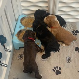 Cocker Spaniel Puppies from Jennifer Dees