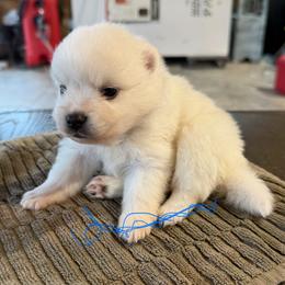 Boy 1 - White male American Eskimo Dog puppy in Brookfield, Missouri from Mauzey Eskies
