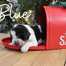 Blue - Black white and tan male English Springer Spaniel puppy in Barnstead, New Hampshire from C & S Farms